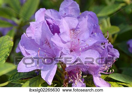 "Rhododendron flower (Rhododendron sp. ), hybrid" View Large Photo Image Stock Image - "Rhododendron flower (Rhododendron sp. ), hybrid". Fotosearch