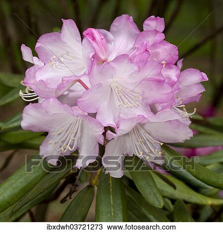 Stock Image - "Rhododendron, Germany, Europe". Fotosearch