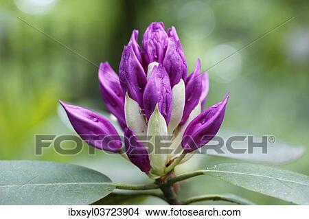 "Rhododendron (Rhododendron), flower bud, North Rhine-Westphalia, Germany, Europe" View Large Photo Image Picture - "Rhododendron (Rhododendron), flower bud, North Rhine-Westphalia, Germany, Europe". Fotosearch