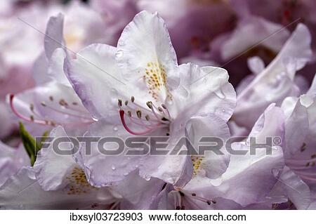 "Rhododendron (Rhododendron), flowering, North Rhine-Westphalia, Germany, Europe" View Large Photo Image Stock Image - "Rhododendron (Rhododendron), flowering, North Rhine-Westphalia, Germany, Europe". Fotosearch