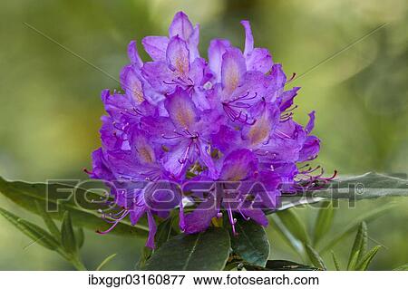 "Rhododendron (Rhododendron catawbiense), growing wild, Galloway Forest Park, Dumfries and Galloway, Scotland, United Kingdom, Europe" View Large Photo Image Stock Photo - "Rhododendron (Rhododendron catawbiense), growing wild, Galloway Forest Park, Dumfries and Galloway, Scotland, United Kingdom, Europe". Fotosearch