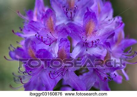 "Rhododendron (Rhododendron catawbiense), growing wild, Galloway Forest Park, Dumfries and Galloway, Scotland, United Kingdom, Europe" View Large Photo Image Stock Photograph - "Rhododendron (Rhododendron catawbiense), growing wild, Galloway Forest Park, Dumfries and Galloway, Scotland, United Kingdom, Europe". Fotosearch