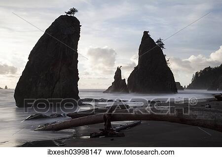 "Rialto Beach in Olympic National Park, La Push, Washington, United States, North America" View Large Photo Image Stock Photo - "Rialto Beach in Olympic National Park, La Push, Washington, United States, North America". Fotosearch