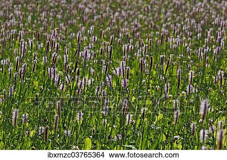"Ribwort Plantain (Plantago lanceolata), flowering, Middle Franconia, Bavaria, Germany, Europe" View Large Photo Image Picture - "Ribwort Plantain (Plantago lanceolata), flowering, Middle Franconia, Bavaria, Germany, Europe". Fotosearch