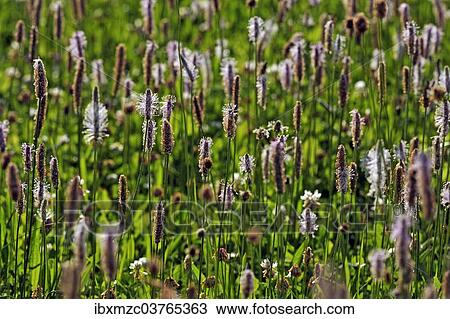"Ribwort Plantain (Plantago lanceolata), flowering, Middle Franconia, Bavaria, Germany, Europe" View Large Photo Image Stock Image - "Ribwort Plantain (Plantago lanceolata), flowering, Middle Franconia, Bavaria, Germany, Europe". Fotosearch