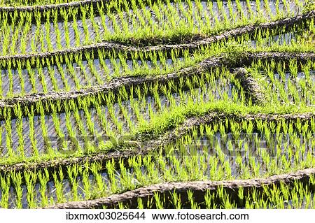 "Rice field, detail, Tirtagangga, bei Abang, Bali, Indonesia, Asia" View Large Photo Image Picture - "Rice field, detail, Tirtagangga, bei Abang, Bali, Indonesia, Asia". Fotosearch