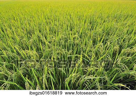 Stock Photo - "Rice field, Vietnam, Southeast Asia, Asia". Fotosearch