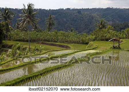 "Rice fields near Banjar, North Bali, Bali, Indonesia, Southeast Asia, Asia" View Large Photo Image Stock Image - "Rice fields near Banjar, North Bali, Bali, Indonesia, Southeast Asia, Asia". Fotosearch