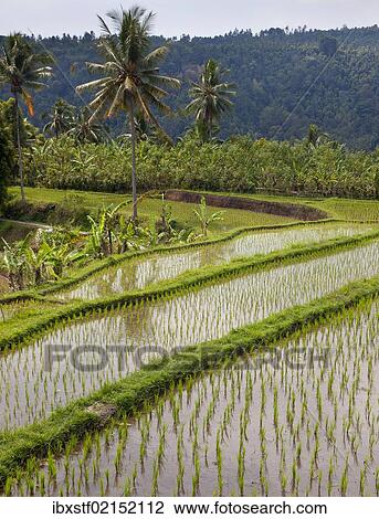 "Rice fields near Banjar, North Bali, Bali, Indonesia, Southeast Asia, Asia" View Large Photo Image Stock Image - "Rice fields near Banjar, North Bali, Bali, Indonesia, Southeast Asia, Asia". Fotosearch