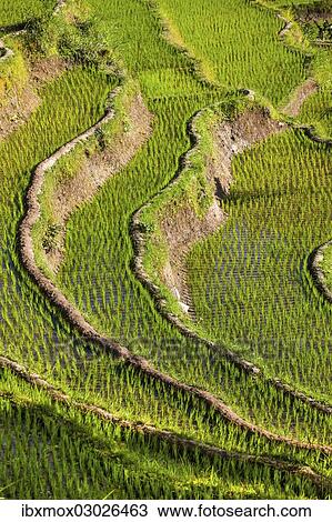 Stock Image - "Rice fields, Tirtagangga, bei Abang, Bali, Indonesia, Asia". Fotosearch