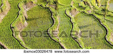 "Rice fields, Tirtagangga, bei Abang, Bali, Indonesia, Asia" View Large Photo Image Stock Photo - "Rice fields, Tirtagangga, bei Abang, Bali, Indonesia, Asia". Fotosearch
