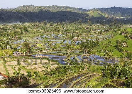 "Rice fields, Tirtagangga, bei Abang, Bali, Indonesia, Asia" View Large Photo Image Stock Photograph - "Rice fields, Tirtagangga, bei Abang, Bali, Indonesia, Asia". Fotosearch