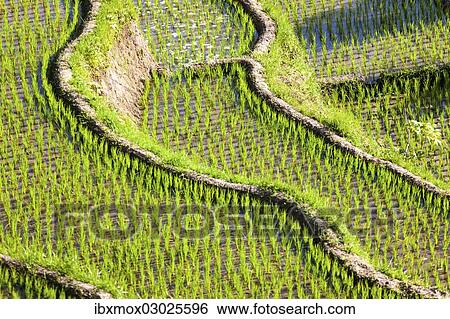 "Rice fields, Tirtagangga, bei Abang, Bali, Indonesia, Asia" View Large Photo Image Stock Photograph - "Rice fields, Tirtagangga, bei Abang, Bali, Indonesia, Asia". Fotosearch