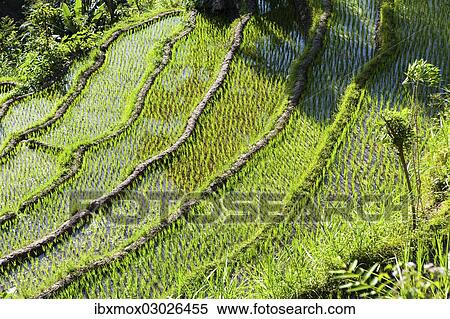 Stock Photography - "Rice fields, Tirtagangga, bei Abang, Bali, Indonesia, Asia". Fotosearch