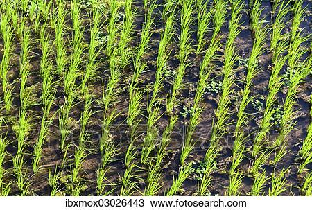 Stock Image - "Rice (Oryza sativa) in a rice field, Tirtagangga, bei Abang, Bali, Indonesia, Asia". Fotosearch