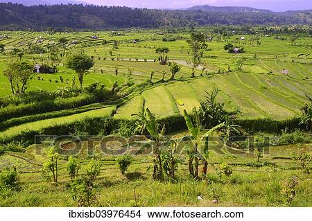 Picture - "Rice paddies and rice terraces, Bali, Indonesia, Asia". Fotosearch