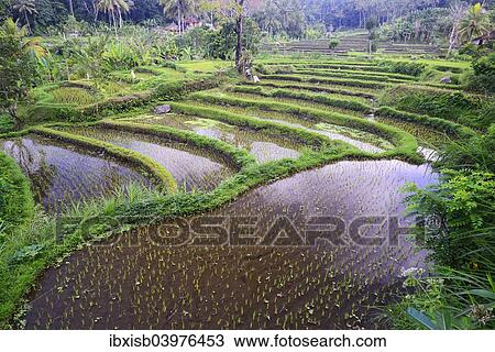 Stock Image - "Rice paddies and rice terraces, Bali, Indonesia, Asia". Fotosearch