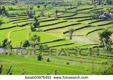 Stock Photography - "Rice paddies and rice terraces, Bali, Indonesia, Asia". Fotosearch