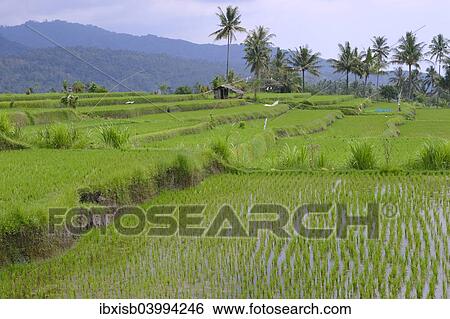 "Rice paddies and rice terraces, Munduk, Central Bali, Bali, Indonesia, Asia" View Large Photo Image Stock Photograph - "Rice paddies and rice terraces, Munduk, Central Bali, Bali, Indonesia, Asia". Fotosearch