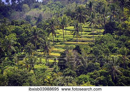 Stock Photography - "Rice paddies and rice terraces, Munduk, Central Bali, Bali, Indonesia, Asia". Fotosearch