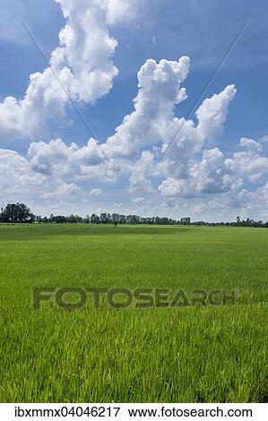 "Rice paddies, Can Tho, Vietnam, Asia" View Large Photo Image Stock Photo - "Rice paddies, Can Tho, Vietnam, Asia". Fotosearch
