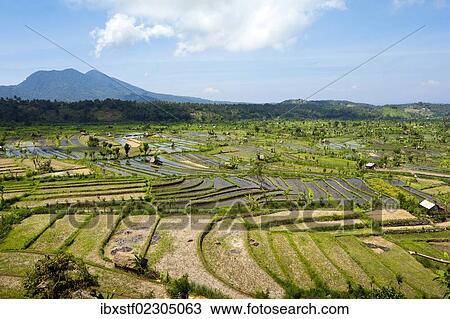 "Rice paddies near Amlapura, formerly Karangasem, East Bali, Bali, Indonesia, Southeast Asia, Asia" View Large Photo Image Stock Image - "Rice paddies near Amlapura, formerly Karangasem, East Bali, Bali, Indonesia, Southeast Asia, Asia". Fotosearch