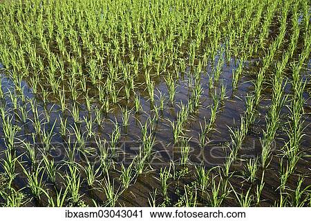 "Rice paddy, Langkawi, Langkawi, Sultanat Kedah, Malaysia, Asia" View Large Photo Image Stock Image - "Rice paddy, Langkawi, Langkawi, Sultanat Kedah, Malaysia, Asia". Fotosearch