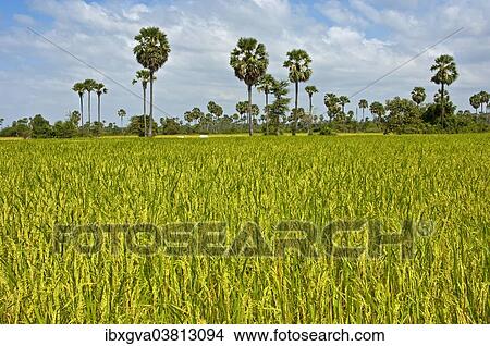 "Rice paddy with Palmyra Palms or Toddy Palms (Borassus flabellifer), near Pursat, Cambodia, Asia" View Large Photo Image Picture - "Rice paddy with Palmyra Palms or Toddy Palms (Borassus flabellifer), near Pursat, Cambodia, Asia". Fotosearch