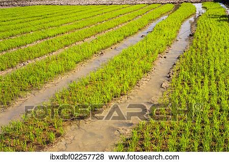 "Rice plants in the water, rice farming, rice paddy, Northern Thailand, Thailand, Asia" View Large Photo Image Stock Photo - "Rice plants in the water, rice farming, rice paddy, Northern Thailand, Thailand, Asia". Fotosearch