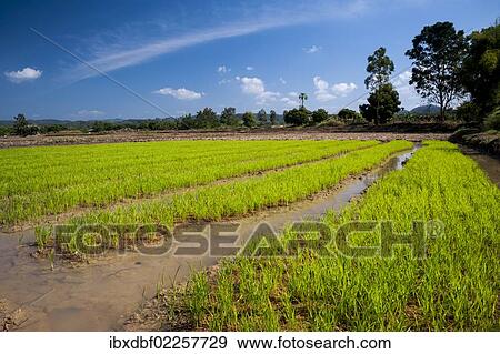 "Rice plants in the water, rice farming, rice paddy, Northern Thailand, Thailand, Asia" View Large Photo Image Stock Photo - "Rice plants in the water, rice farming, rice paddy, Northern Thailand, Thailand, Asia". Fotosearch