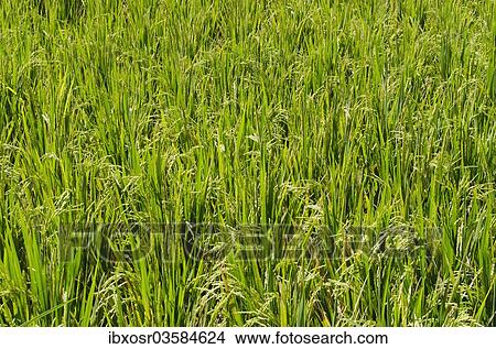 Picture - "Rice plants (Oryza sativa) growing in a rice paddy, Tegallalang, Bali, Indonesia, Asia". Fotosearch