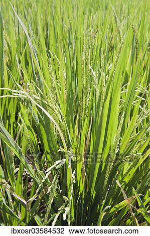 "Rice plants (Oryza sativa) growing in a rice paddy, Tegallalang, Bali, Indonesia, Asia" View Large Photo Image Stock Image - "Rice plants (Oryza sativa) growing in a rice paddy, Tegallalang, Bali, Indonesia, Asia". Fotosearch