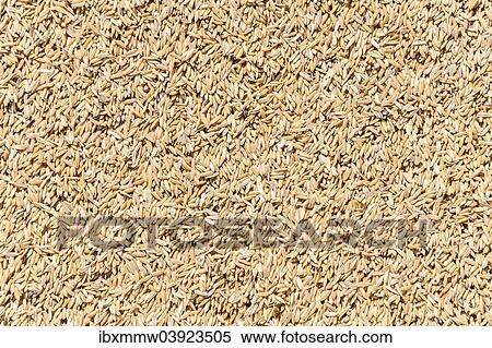 Rice View Large Photo Image Stock Photography - Rice. Fotosearch