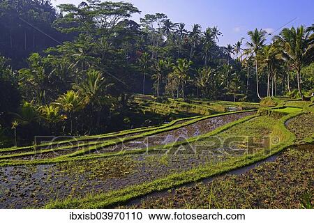 "Rice terraces at Pura Gunung Kawi Temple, Bali, Indonesia, Asia" View Large Photo Image Stock Image - "Rice terraces at Pura Gunung Kawi Temple, Bali, Indonesia, Asia". Fotosearch