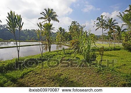 "Rice terraces at Pura Gunung Kawi Temple, Bali, Indonesia, Asia" View Large Photo Image Stock Photo - "Rice terraces at Pura Gunung Kawi Temple, Bali, Indonesia, Asia". Fotosearch