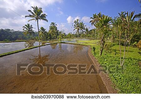 Stock Photo - "Rice terraces at Pura Gunung Kawi Temple, Bali, Indonesia, Asia". Fotosearch