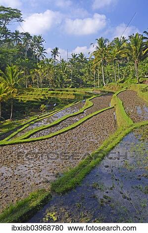 "Rice terraces at the Pura Gunung Kawi temple, Bali, Indonesia, Asia" View Large Photo Image Stock Image - "Rice terraces at the Pura Gunung Kawi temple, Bali, Indonesia, Asia". Fotosearch