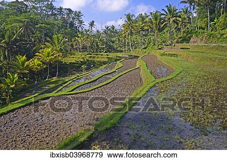 "Rice terraces at the Pura Gunung Kawi temple, Bali, Indonesia, Asia" View Large Photo Image Stock Photo - "Rice terraces at the Pura Gunung Kawi temple, Bali, Indonesia, Asia". Fotosearch