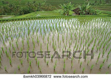 "Rice terraces, Bali, Indonesia, Asia" View Large Photo Image Stock Image - "Rice terraces, Bali, Indonesia, Asia". Fotosearch