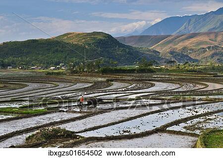 "Rice terraces near Sapa, northern Vietnam, Vietnam, Asia" View Large Photo Image Stock Image - "Rice terraces near Sapa, northern Vietnam, Vietnam, Asia". Fotosearch