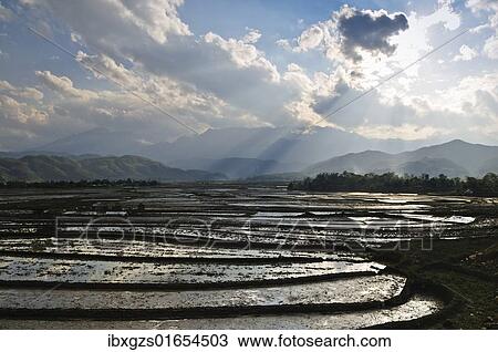 "Rice terraces near Sapa, northern Vietnam, Vietnam, Asia" View Large Photo Image Stock Image - "Rice terraces near Sapa, northern Vietnam, Vietnam, Asia". Fotosearch