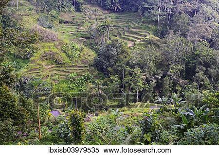 Stock Photography - "Rice terraces near Tegallalang, Bali, Indonesia, Asia". Fotosearch