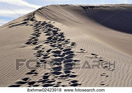 "Ridge of a dune with footprints, Great Sand Dunes National Park in Mosca, Colorado, USA" View Large Photo Image Stock Photo - "Ridge of a dune with footprints, Great Sand Dunes National Park in Mosca, Colorado, USA". Fotosearch