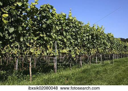 "Riesling grapes, grape vines, Hagnau am Bodensee, Bodenseekreis district, Baden-Wuerttemberg, Germany, Europe" View Large Photo Image Stock Photo - "Riesling grapes, grape vines, Hagnau am Bodensee, Bodenseekreis district, Baden-Wuerttemberg, Germany, Europe". Fotosearch