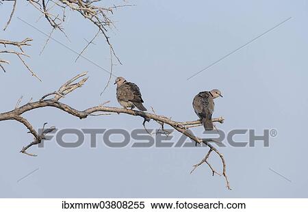"Ring-necked Doves (Streptopelia capicola) perched on a dry branch, Etosha National Park, Namibia, Africa" View Large Photo Image Stock Photography - "Ring-necked Doves (Streptopelia capicola) perched on a dry branch, Etosha National Park, Namibia, Africa". Fotosearch