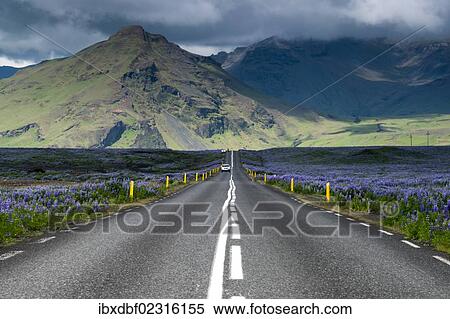 Stock Photography - "Ring road, Nootka lupine (Lupinus nootkatensis) at Vik i Myrdal, South Coast, Iceland, Europe". Fotosearch