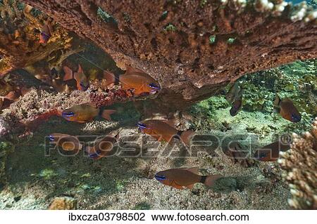 "Ring-tailed Cardinalfish (Apogon aureus), Gulf of Oman, Oman, Asia" View Large Photo Image Stock Image - "Ring-tailed Cardinalfish (Apogon aureus), Gulf of Oman, Oman, Asia". Fotosearch
