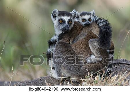 "Ring-tailed Lemur (Lemur catta), adult with young on its back, on the ground, Adringitra Region, Madagascar, Africa" View Large Photo Image Stock Image - "Ring-tailed Lemur (Lemur catta), adult with young on its back, on the ground, Adringitra Region, Madagascar, Africa". Fotosearch