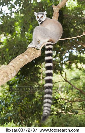 Stock Photo - "Ring-tailed Lemur (Lemur catta) in a tree, with a black and white striped tail, Nakampoana Nature Reserve, Madagascar, Africa". Fotosearch