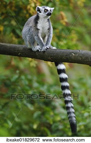 "Ring-tailed Lemur (Lemur catta), in an enclosure" View Large Photo Image Stock Image - "Ring-tailed Lemur (Lemur catta), in an enclosure". Fotosearch